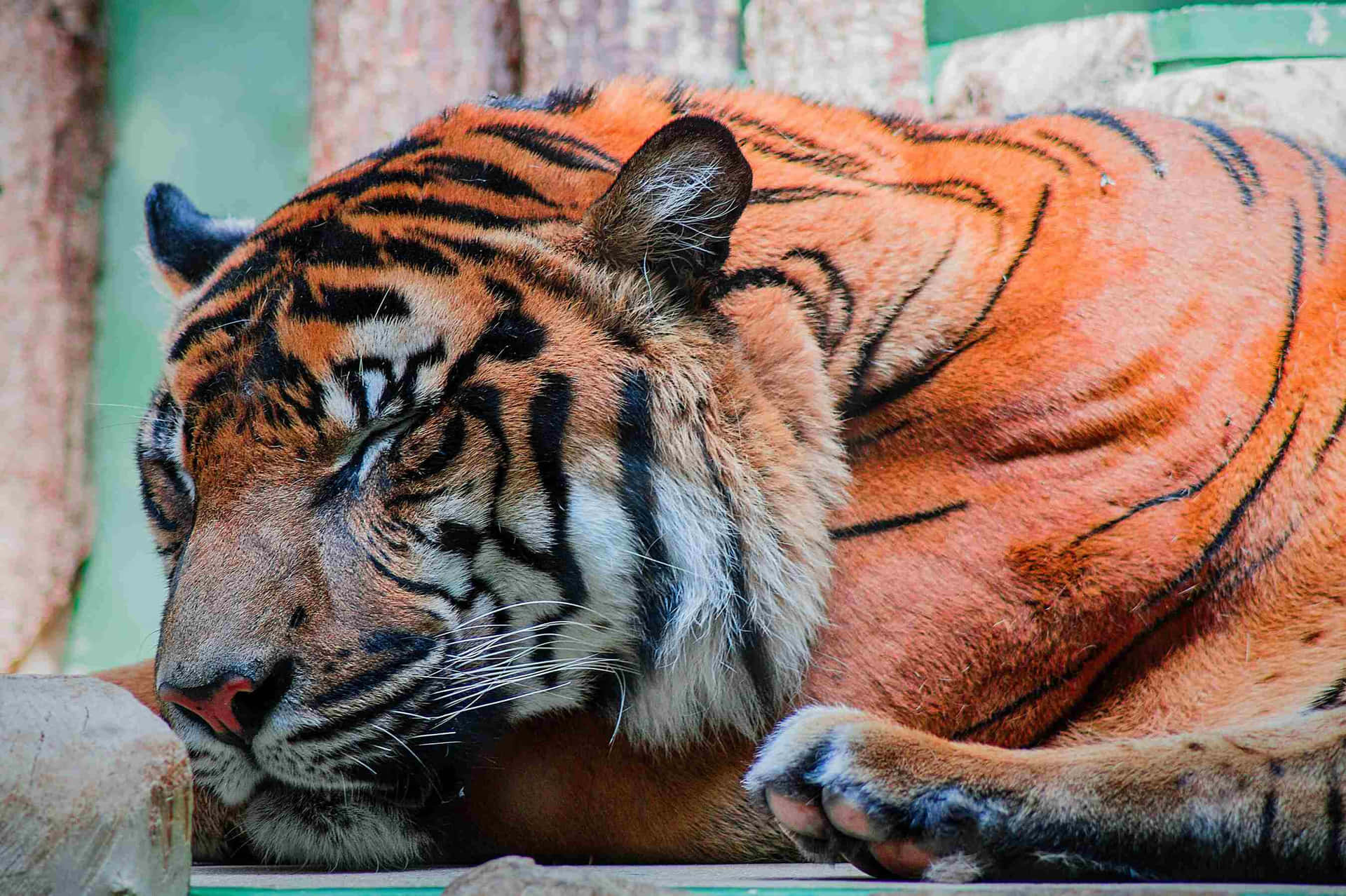 Resting Bengal Tiger Wallpaper