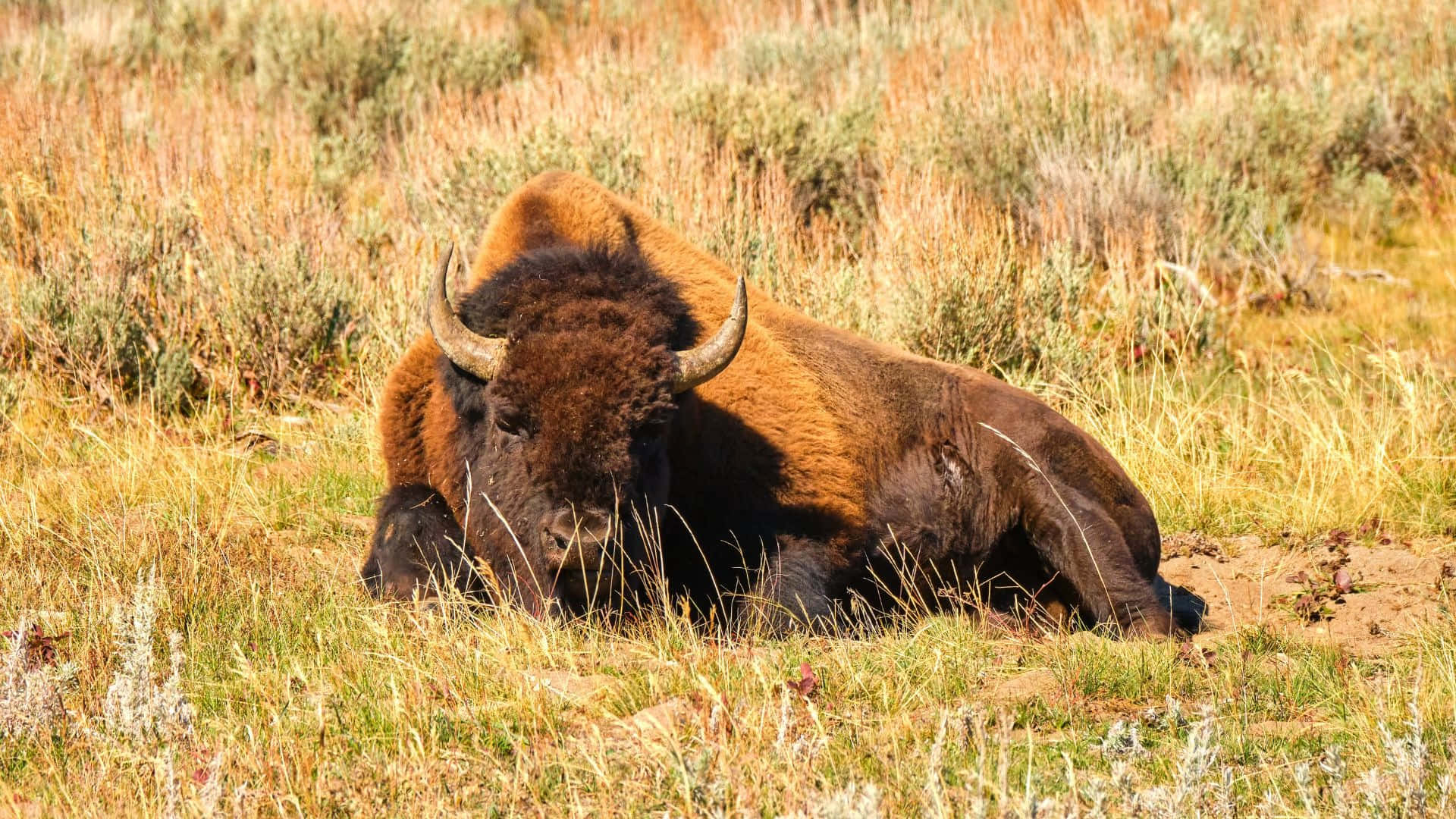 Hvile Bison I Gressland.jpg Bakgrunnsbildet