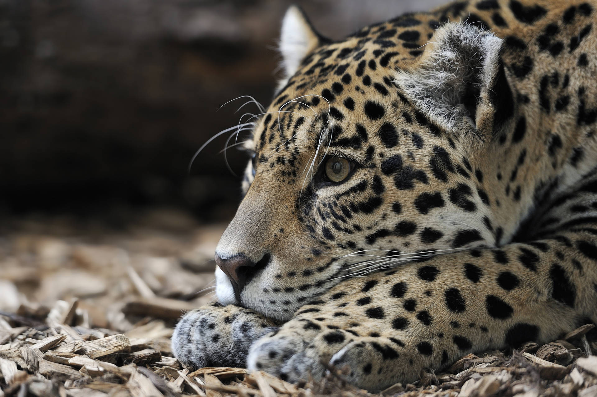 Resting Brown Jaguar Background