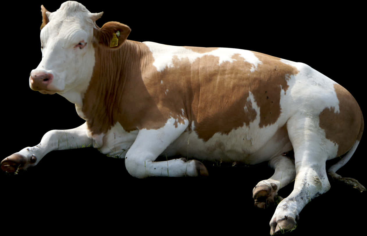 Resting Brown White Cow Black Background.jpg PNG