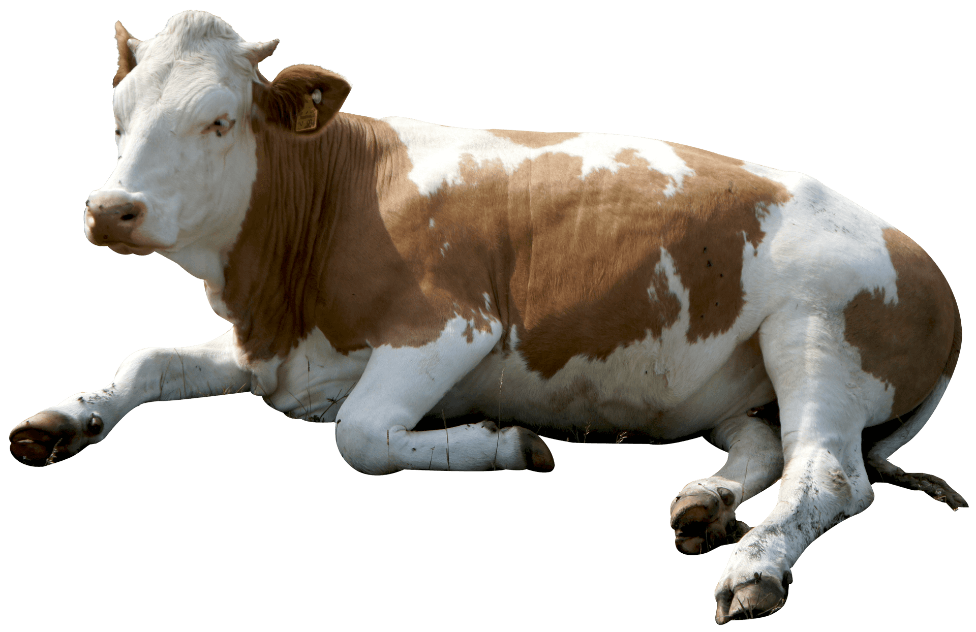 Resting Brown White Cow Transparent Background.png PNG