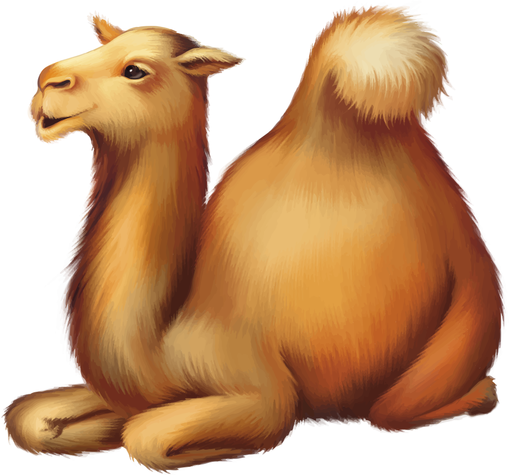 Resting Camel Illustration PNG