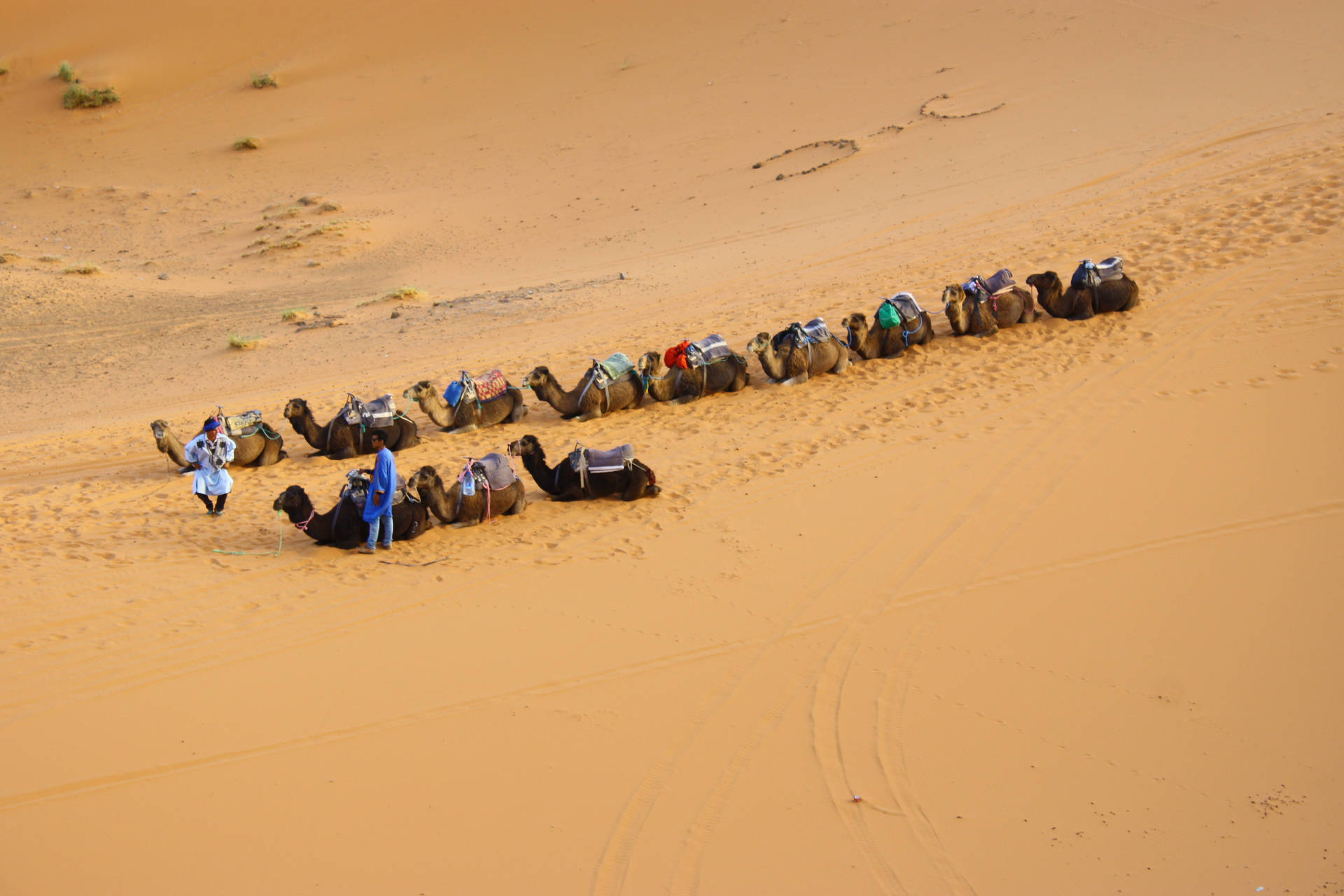 Ruhendekamele In Der Sahara Wallpaper