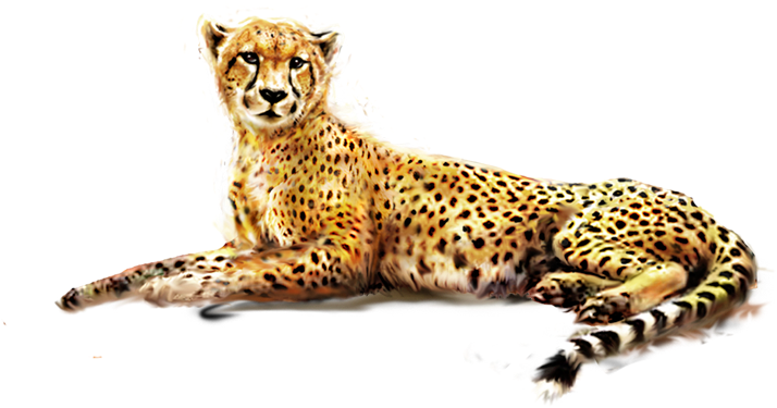 Resting Cheetah Transparent Background PNG