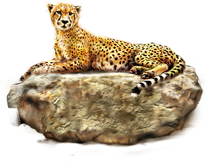 Resting Cheetahon Rock PNG