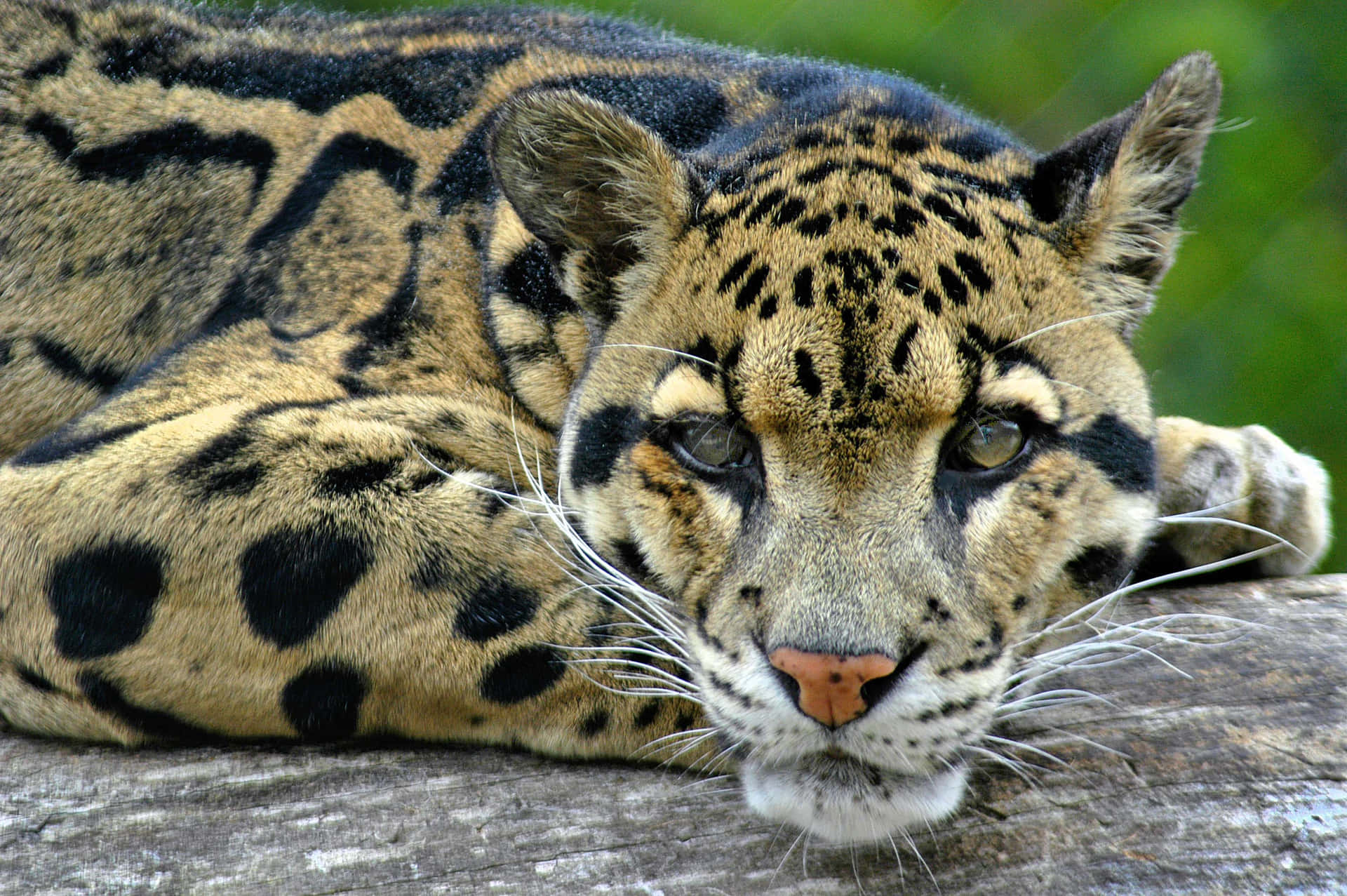 Resting Clouded Leopard Wallpaper