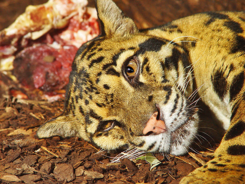 Resting Clouded Leopard Wallpaper