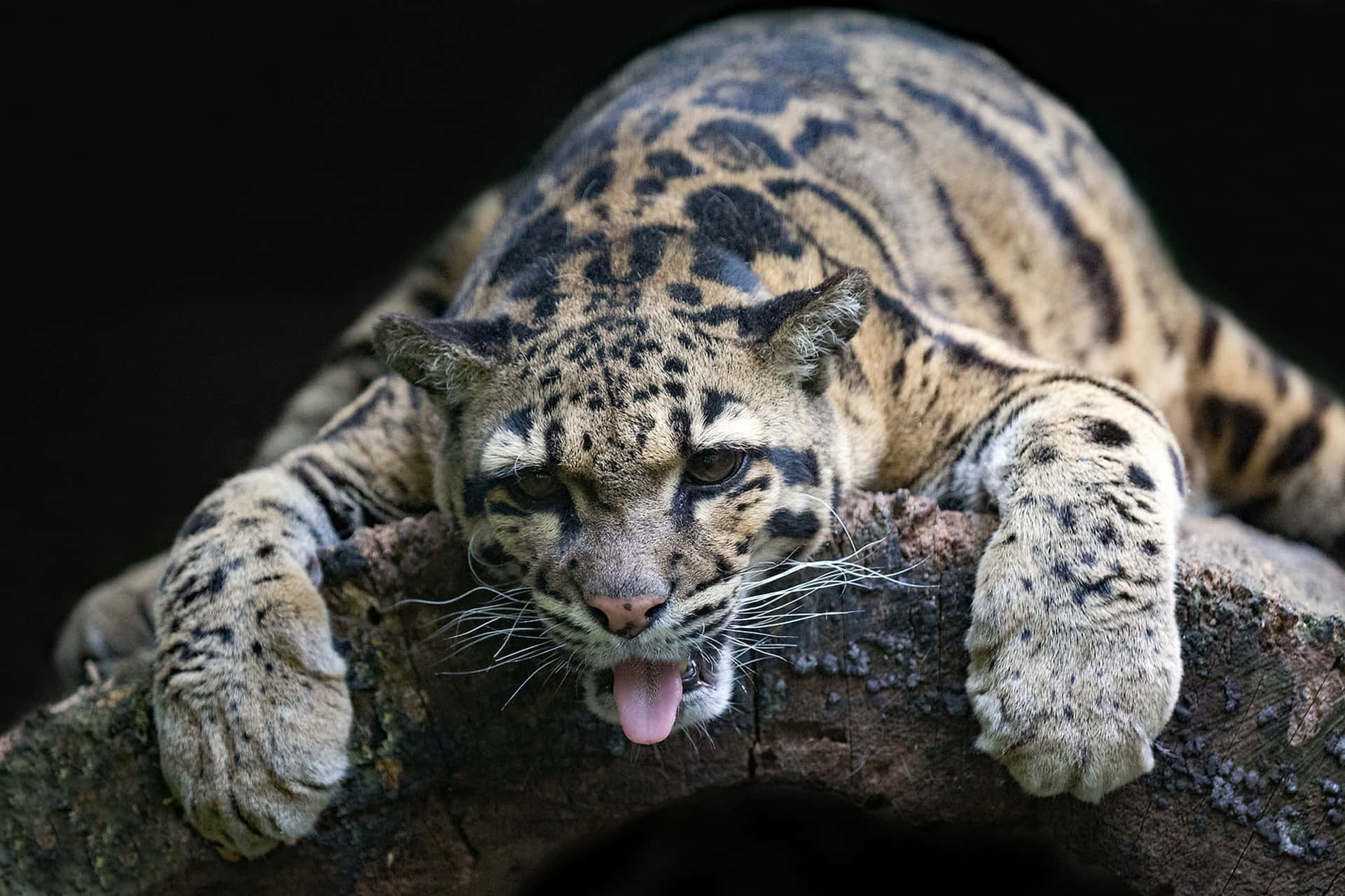 Resting_ Clouded_ Leopard_ Tongue_ Out Wallpaper