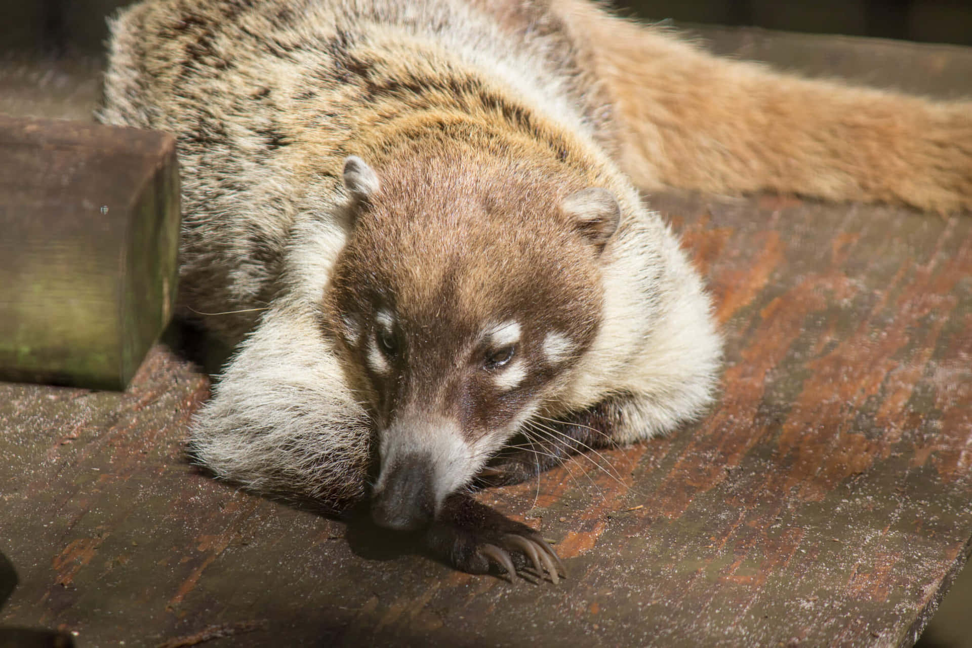 Lepäävä Coati Puualustalla Taustakuva