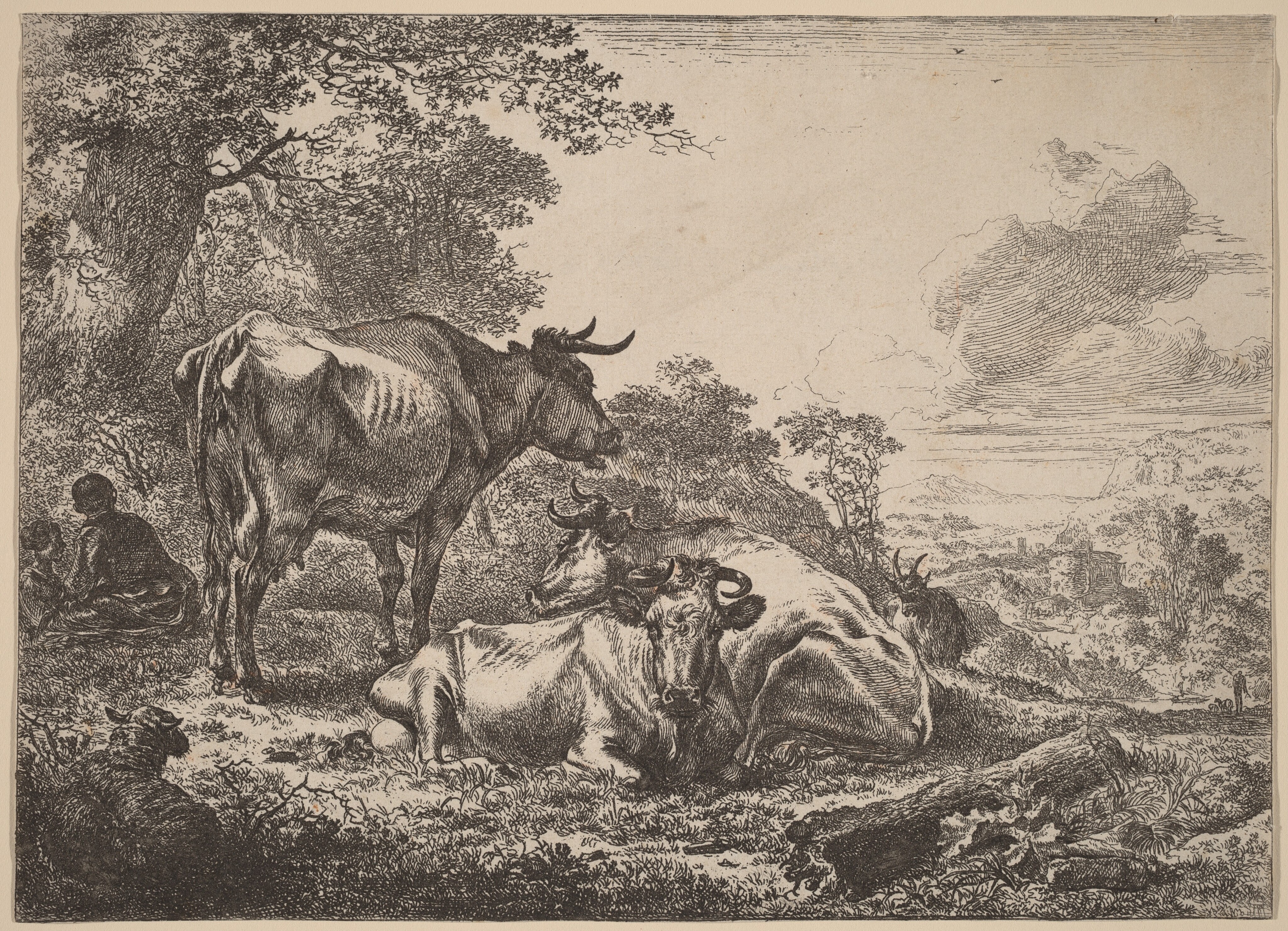 Resting Cows Wallpaper