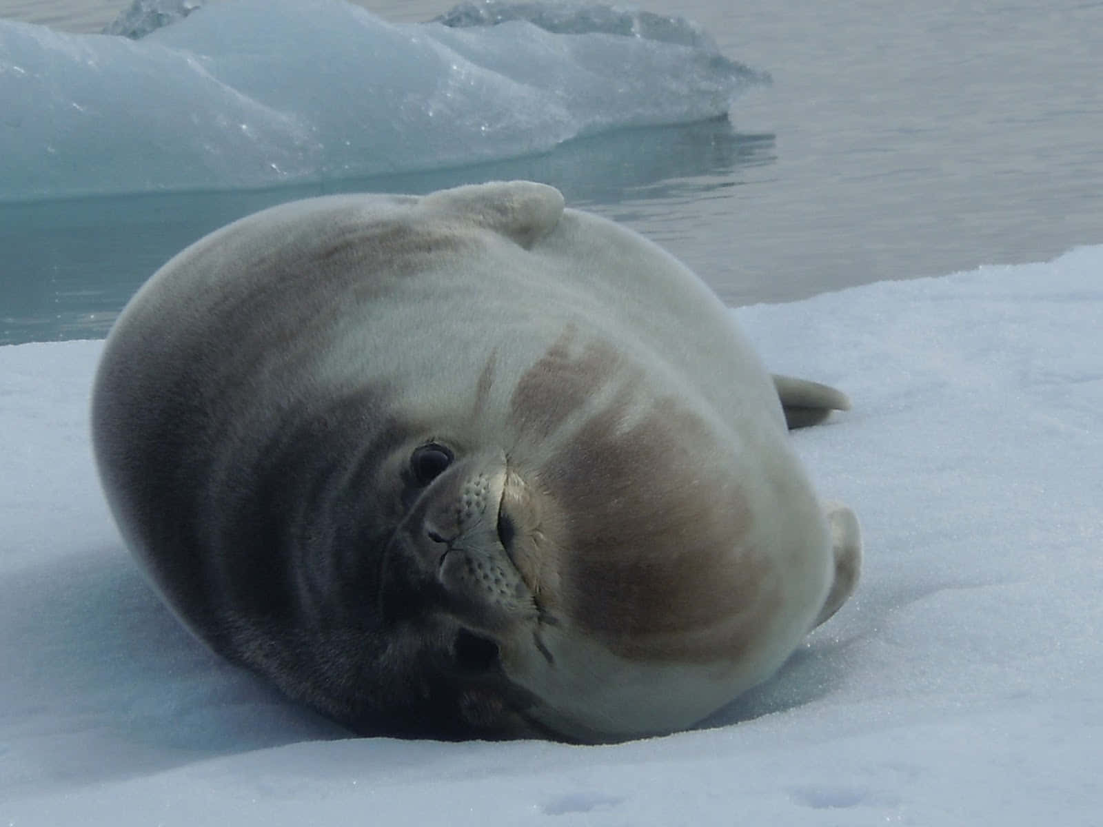 Resting_ Crabeater_ Seal_on_ Ice Wallpaper