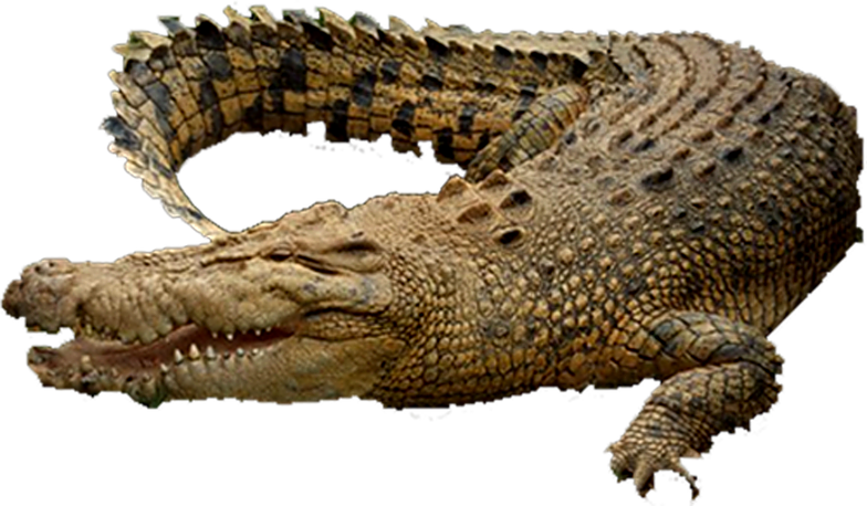 Resting Crocodile Transparent Background PNG