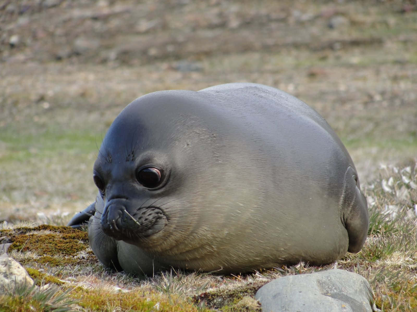 Resting Elephant Seal Pup Wallpaper