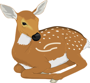 Resting Fawn Illustration PNG