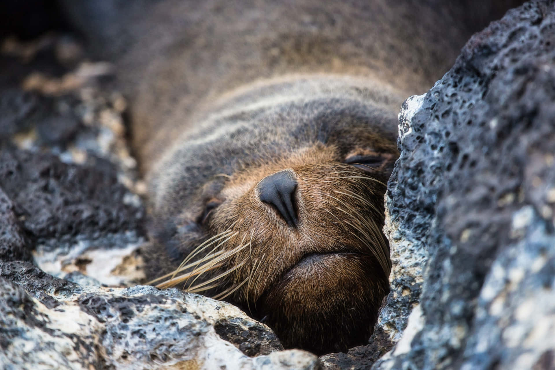 Resting Fur Seal Between Rocks.jpg Wallpaper