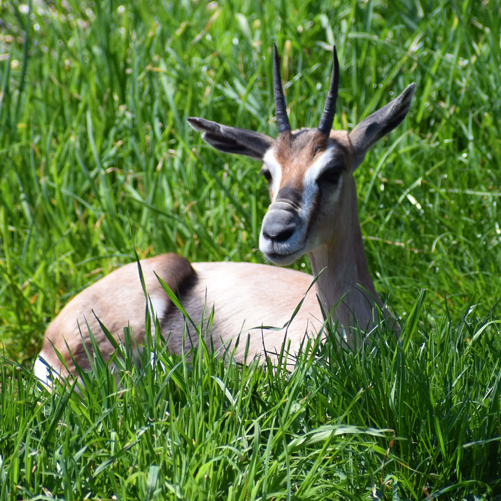 Resting Gazellein Grass.jpg Wallpaper