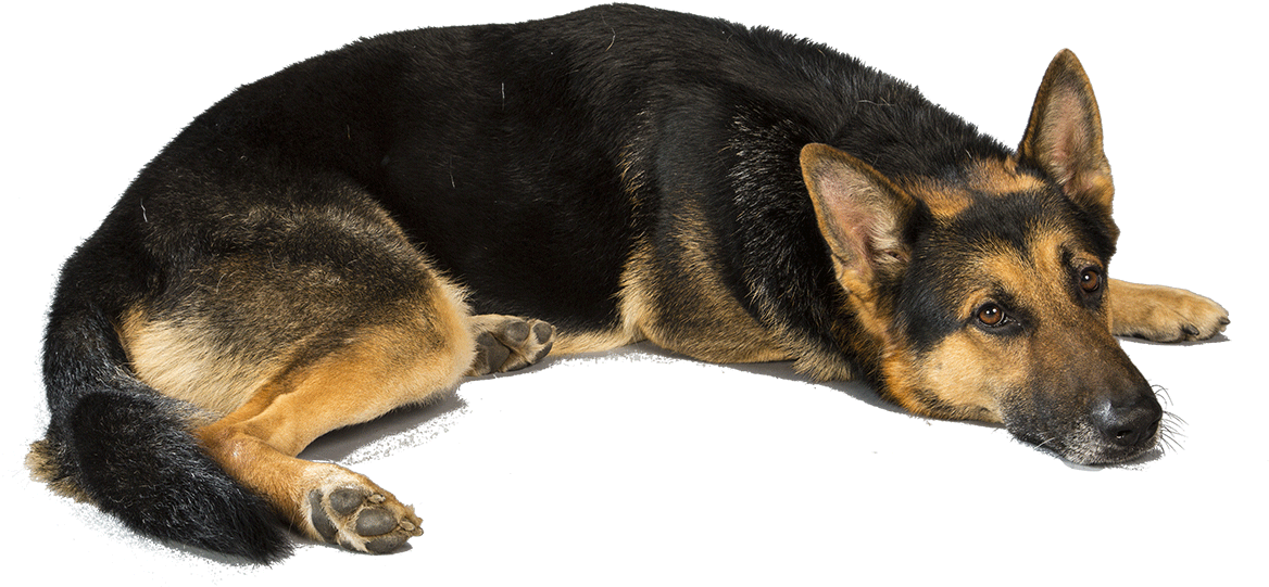 Resting German Shepherd Transparent Background.png PNG