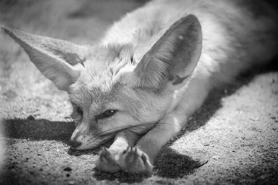 Resting Gray Fox Blackand White Wallpaper