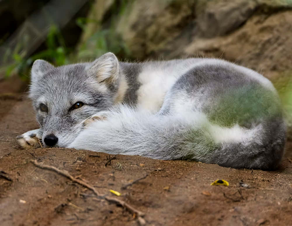 Resting Gray Fox.jpg Wallpaper