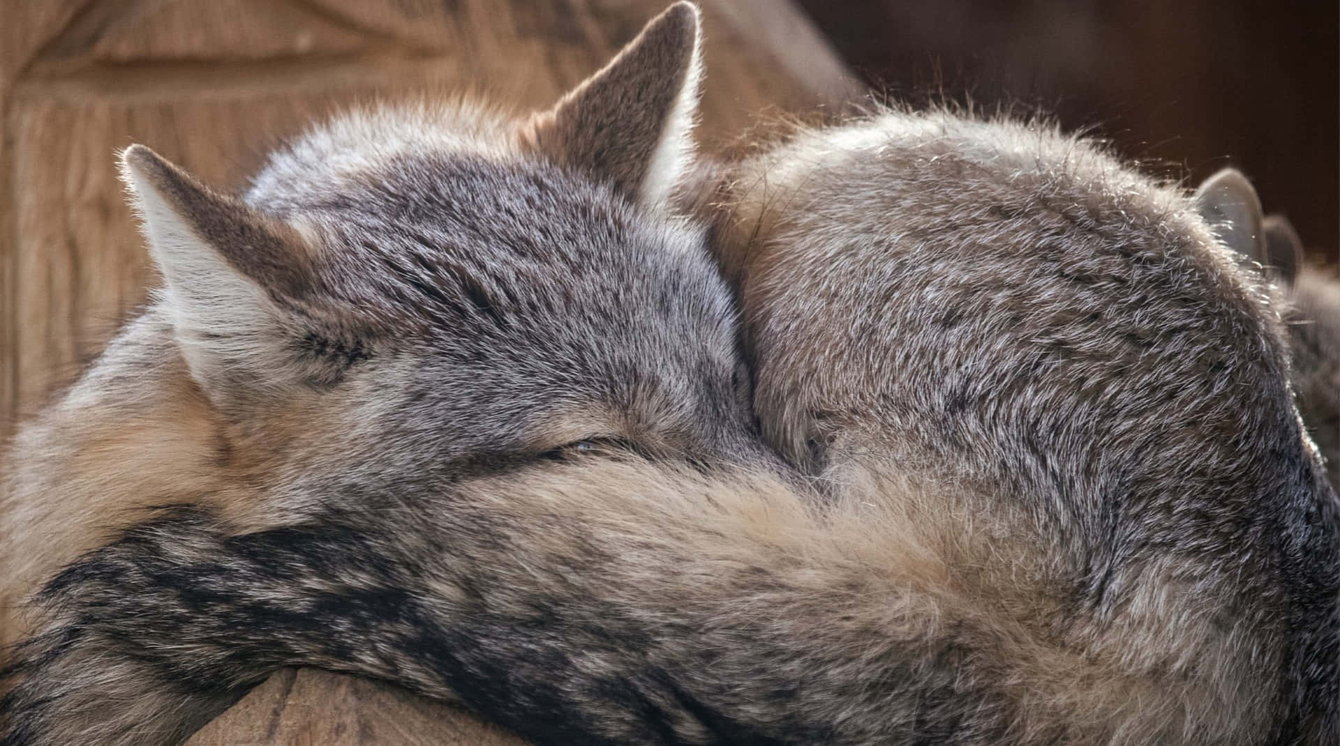 Resting Grey Fox Curled Up.jpg Wallpaper
