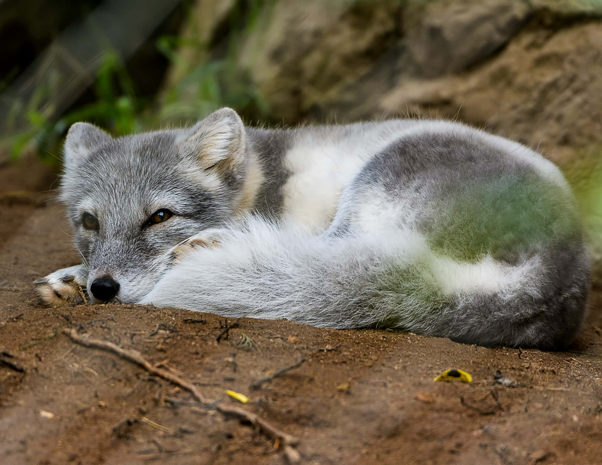 Resting Grey Fox.jpg Wallpaper