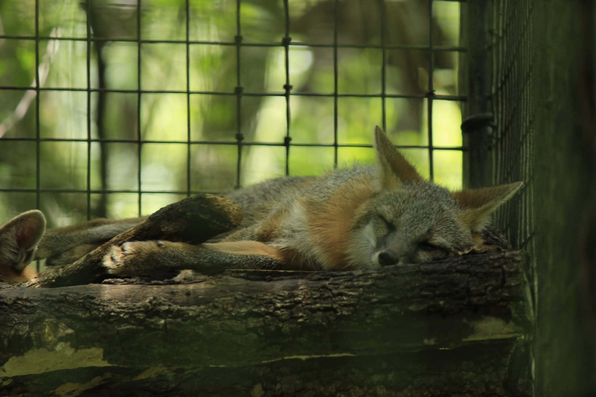 Resting Grey Foxin Captivity.jpg Wallpaper