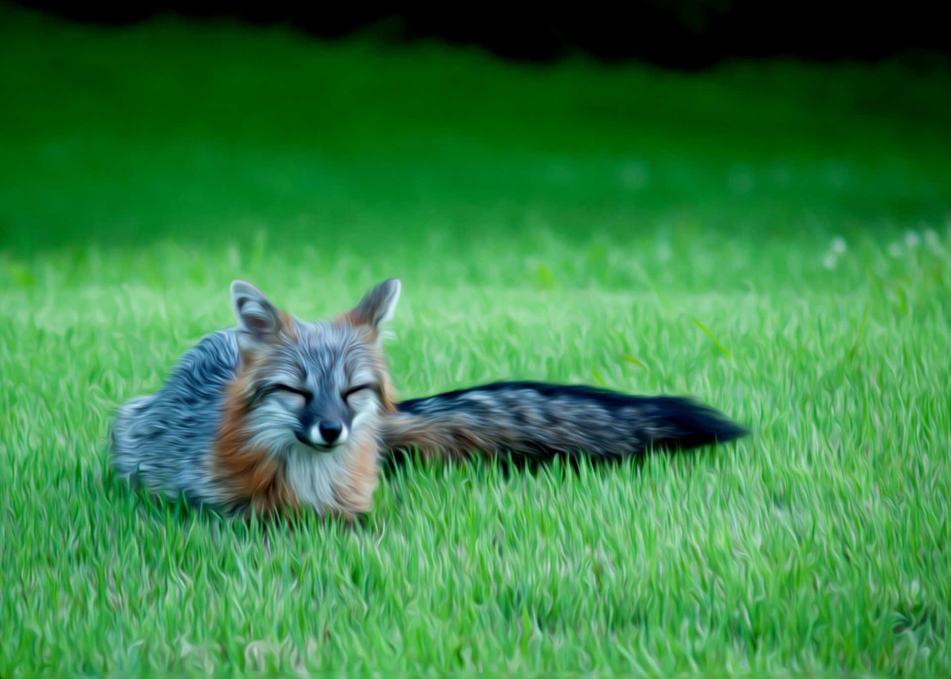 Resting Grey Foxin Grass.jpg Wallpaper