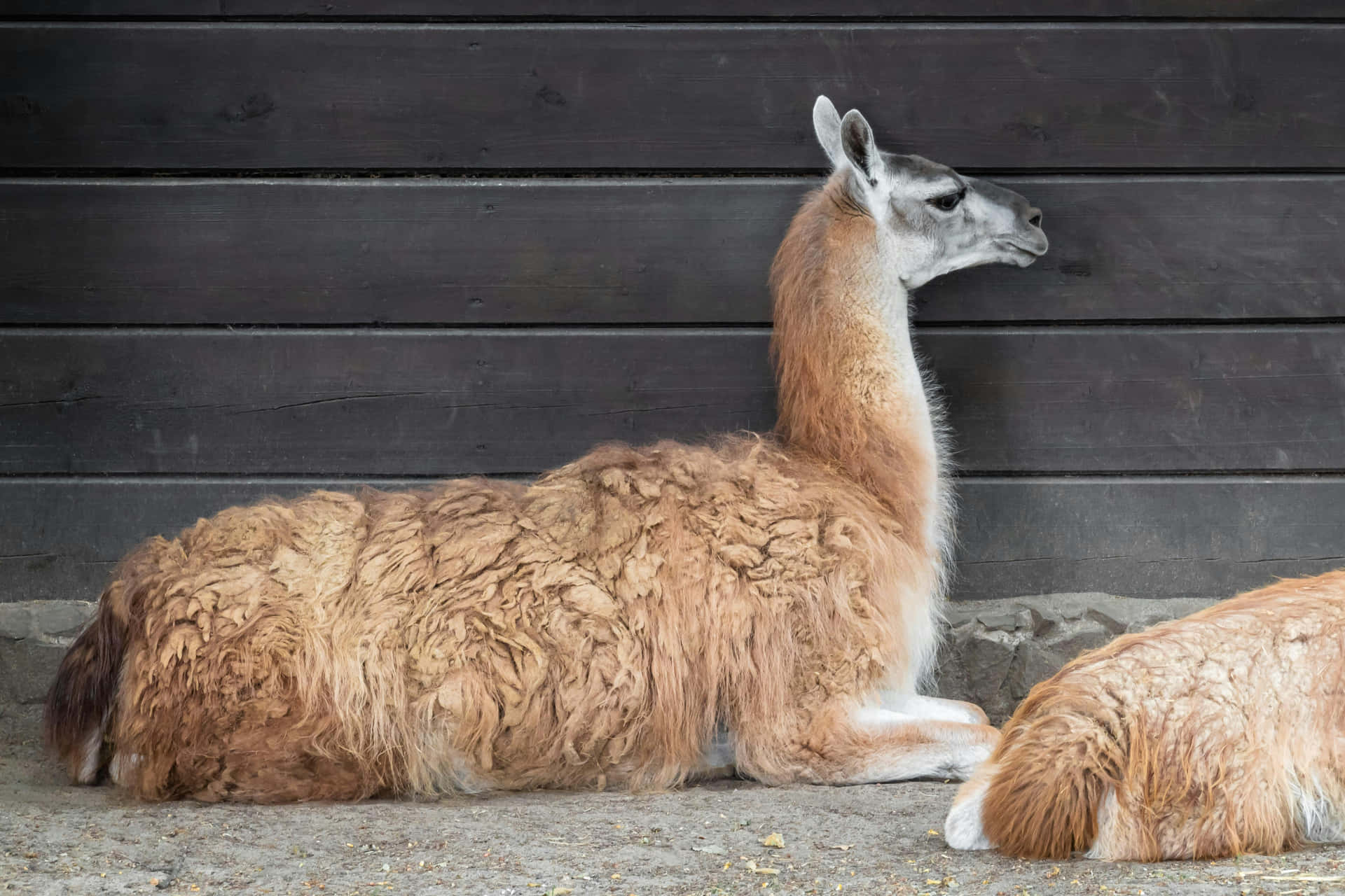 Resting Guanaco Against Dark Wooden Background Wallpaper