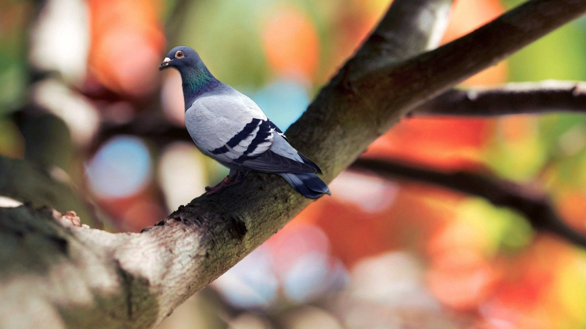 Resting Homing Pigeon On Tree With Bokeh Wallpaper
