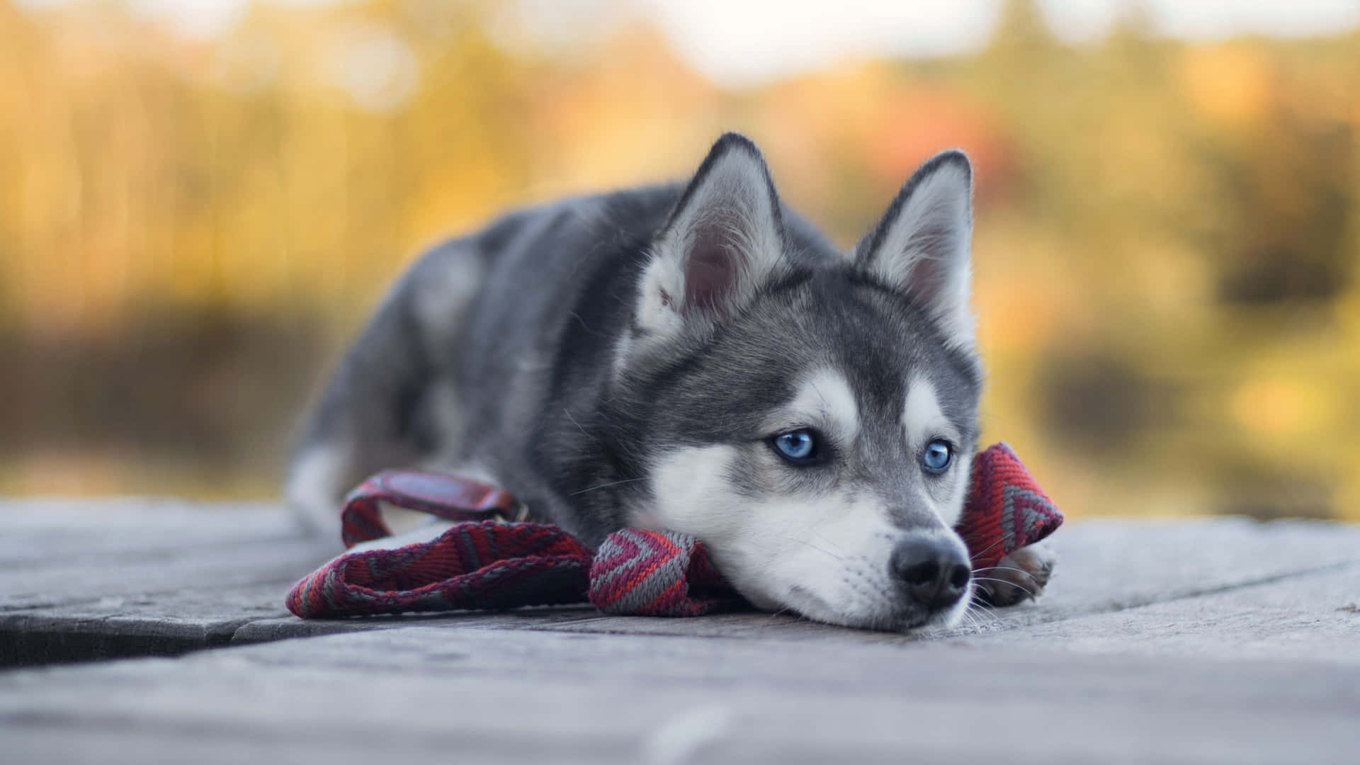 Resting Husky Puppywith Blue Eyes Wallpaper