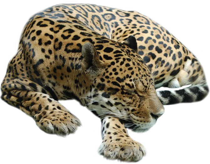 Resting Jaguar Transparent Background PNG