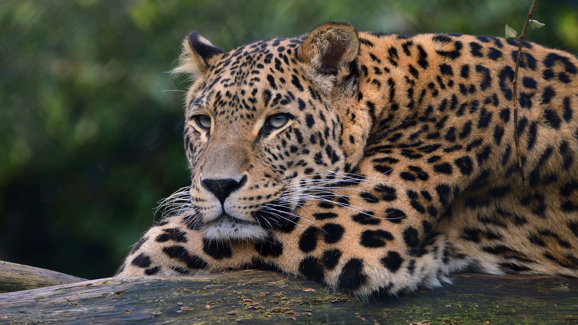 Resting Leopard4 K Wildlife Wallpaper