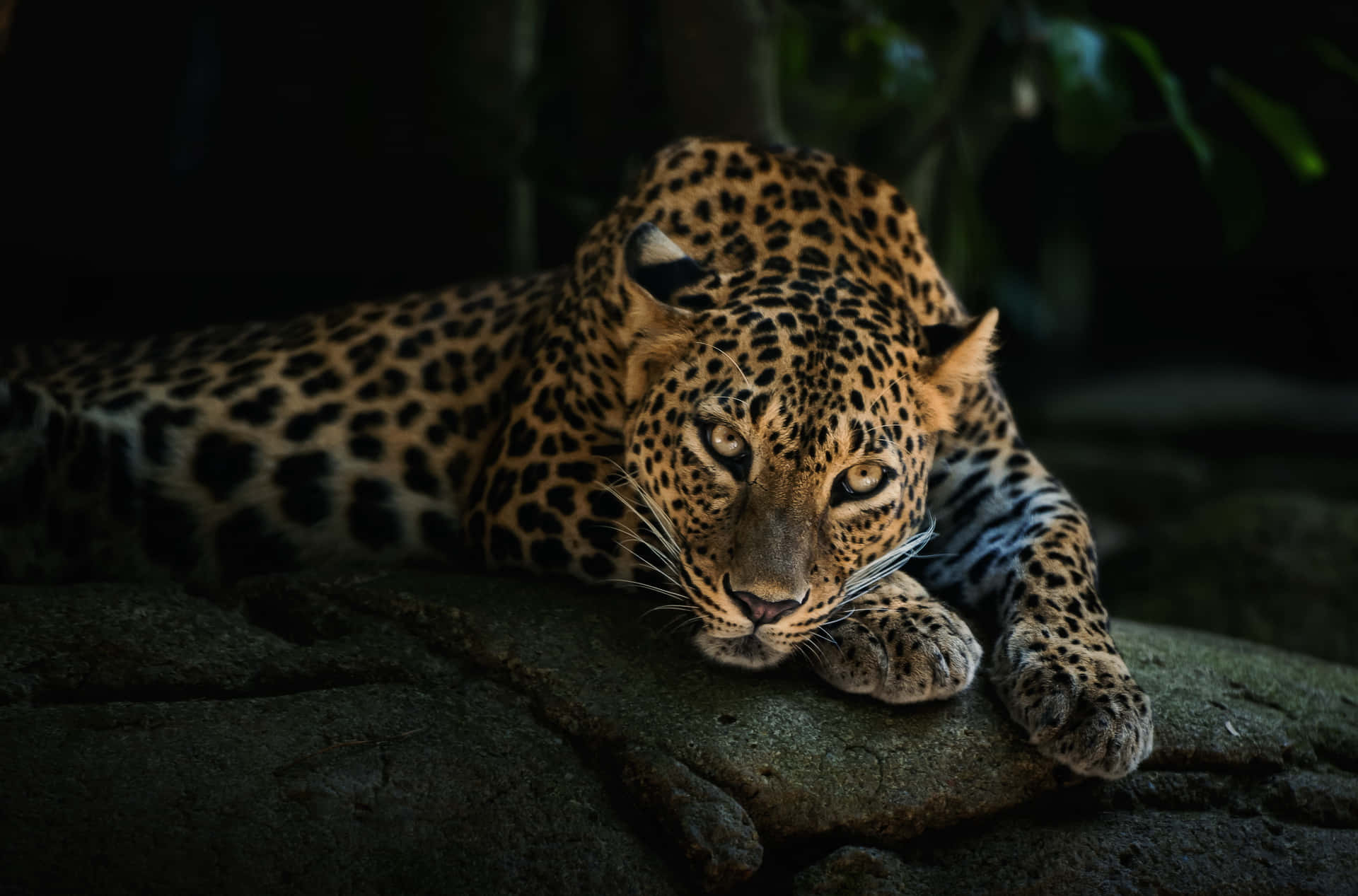 Resting Leopardin Darkness Wallpaper