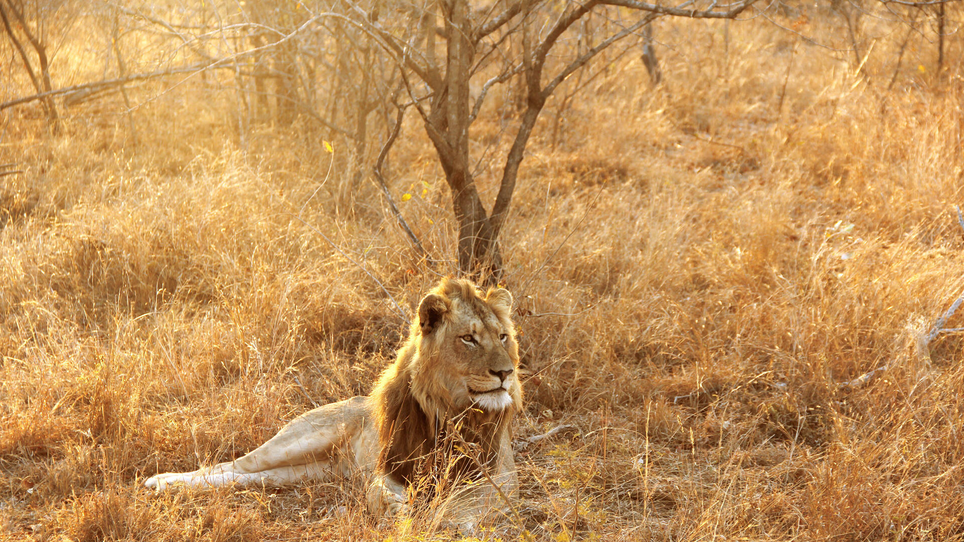 Resting Lion In Africa 4k Background