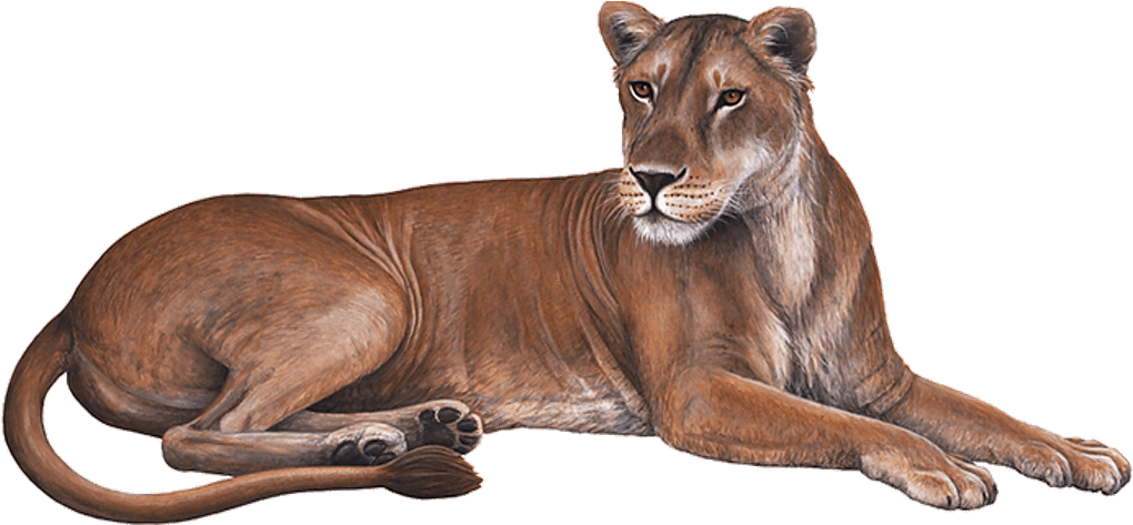 Resting Lioness Illustration PNG