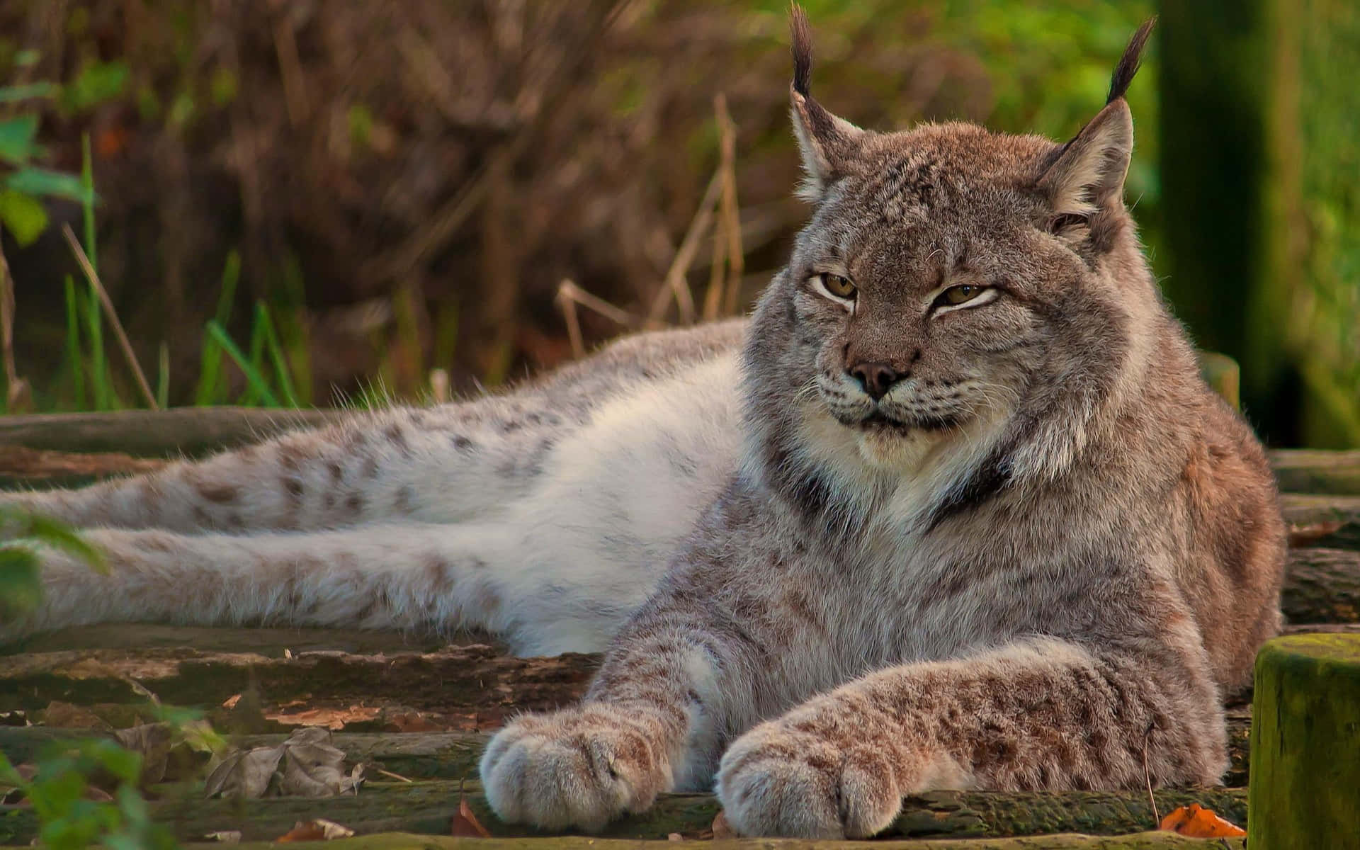 Resting Lynxin Natural Habitat Wallpaper