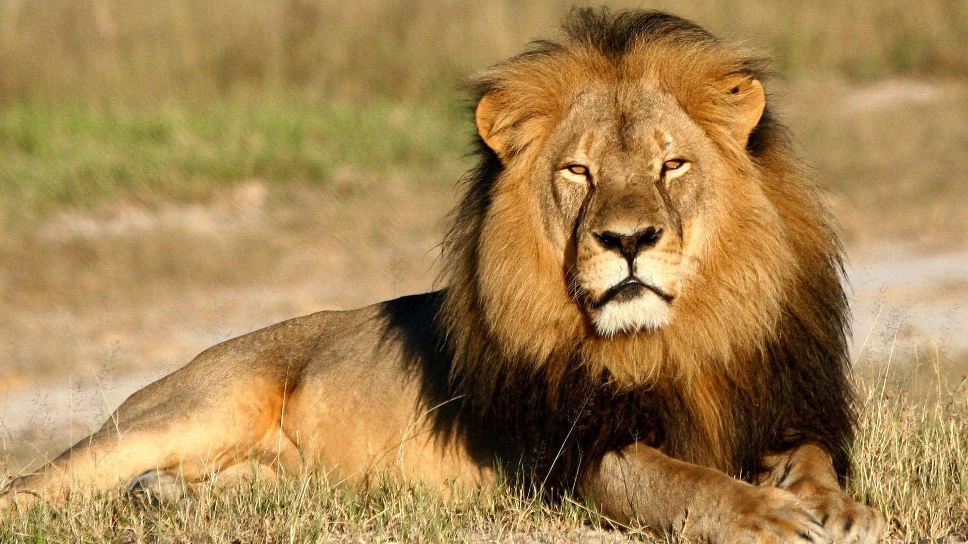 Resting Male Lion Wallpaper