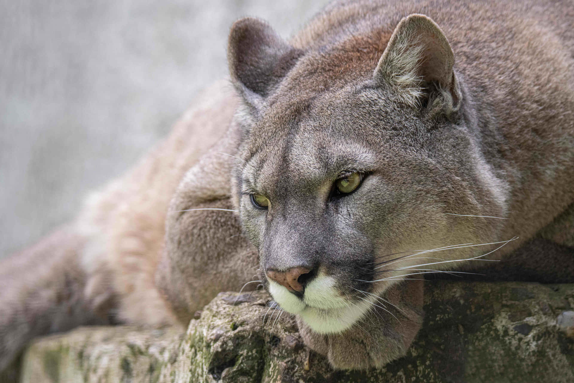 Resting Mountain Lion Close Up Wallpaper