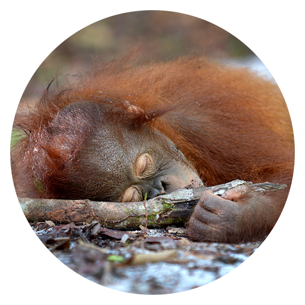 Resting Orangutan Naptime PNG