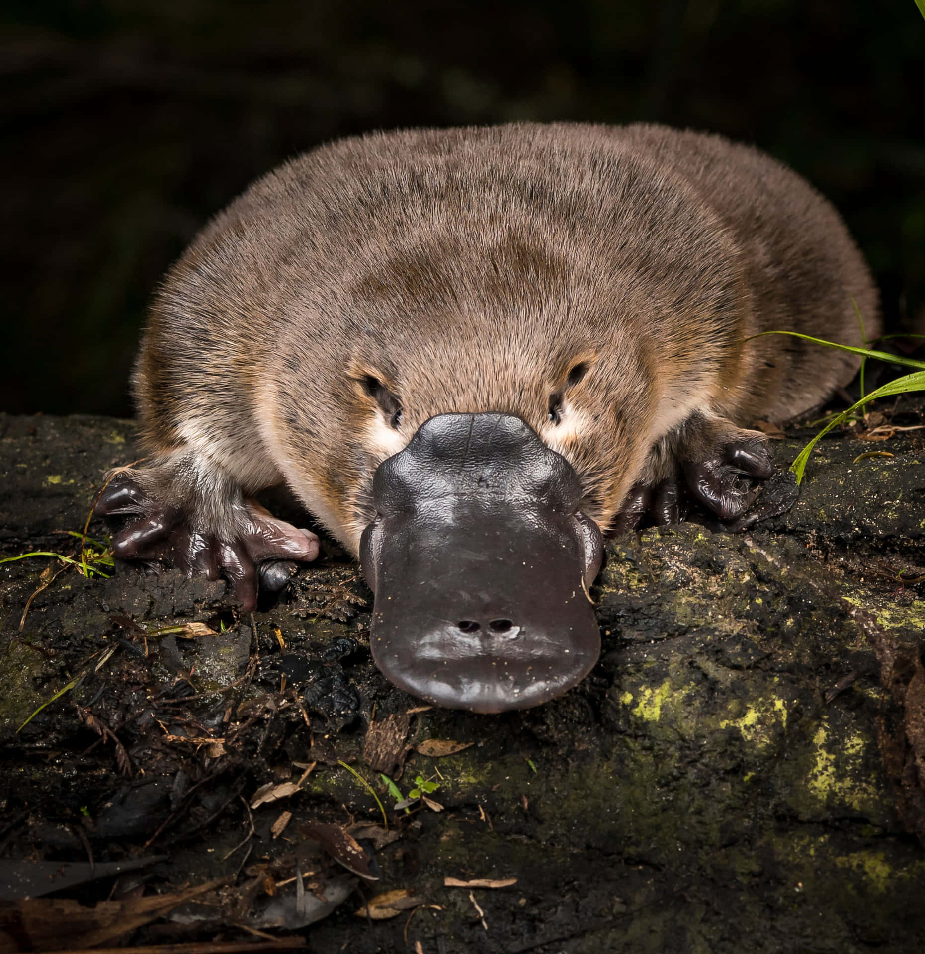 Resting Platypus Nature Photography Wallpaper