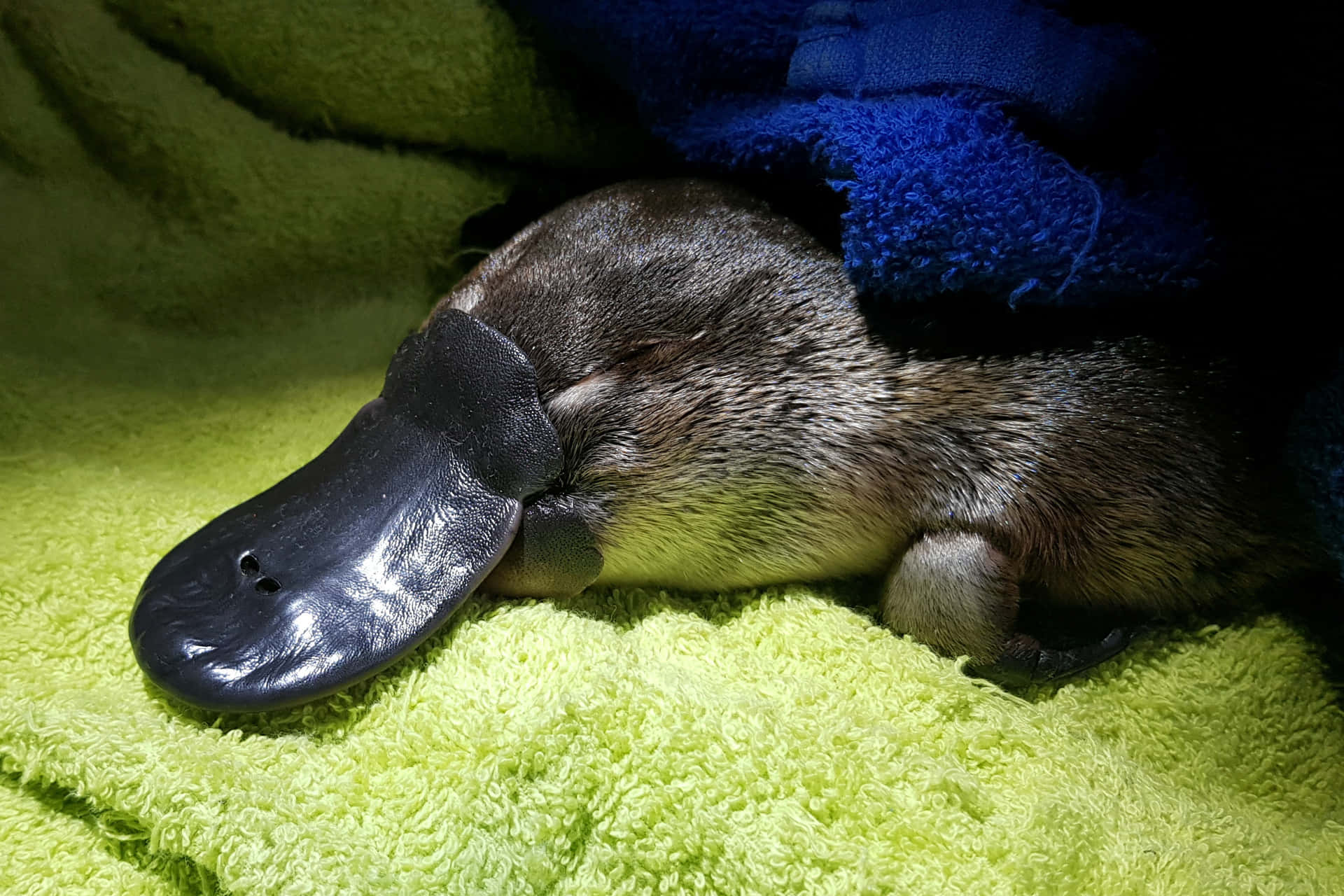 Hvile Platypus På Grønt Håndkle Bakgrunnsbildet