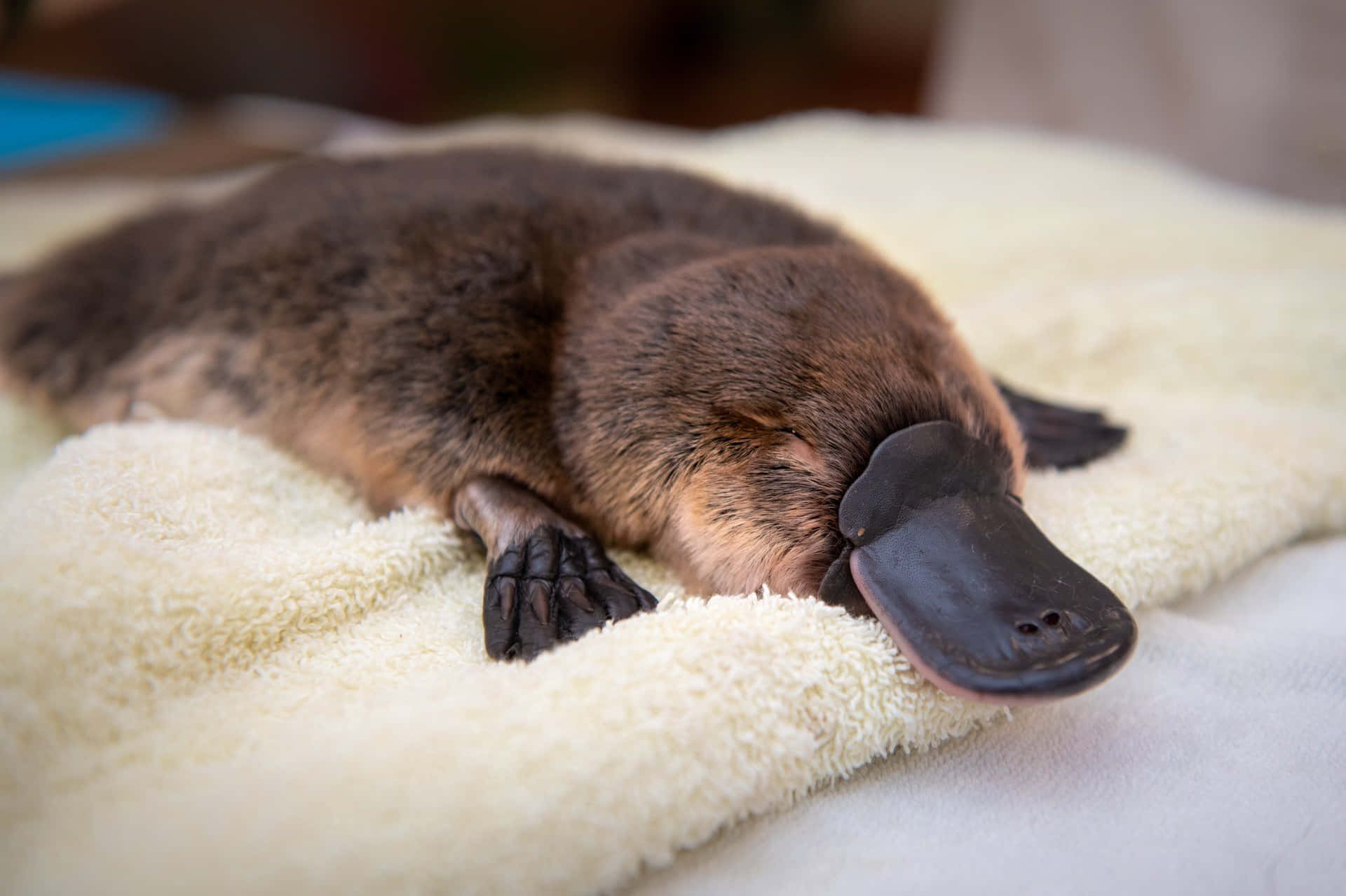 Hvile Platypus På Myk Teppe Bakgrunnsbildet