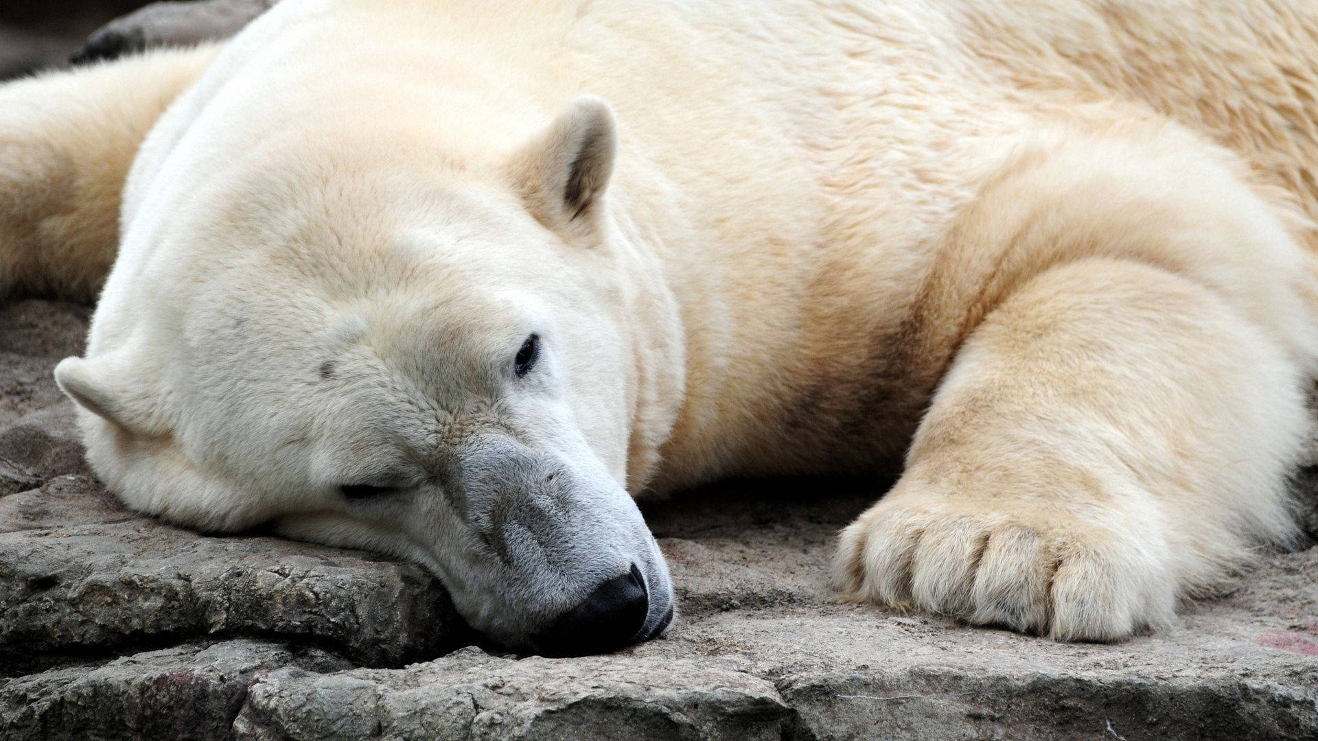 Resting Polar Bear Wallpaper