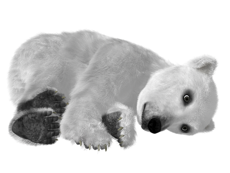 Resting Polar Bear Black Background.jpg PNG