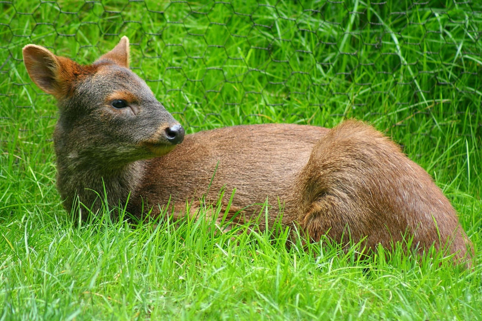 Rustende Pudu In Groen Gras.jpg Achtergrond