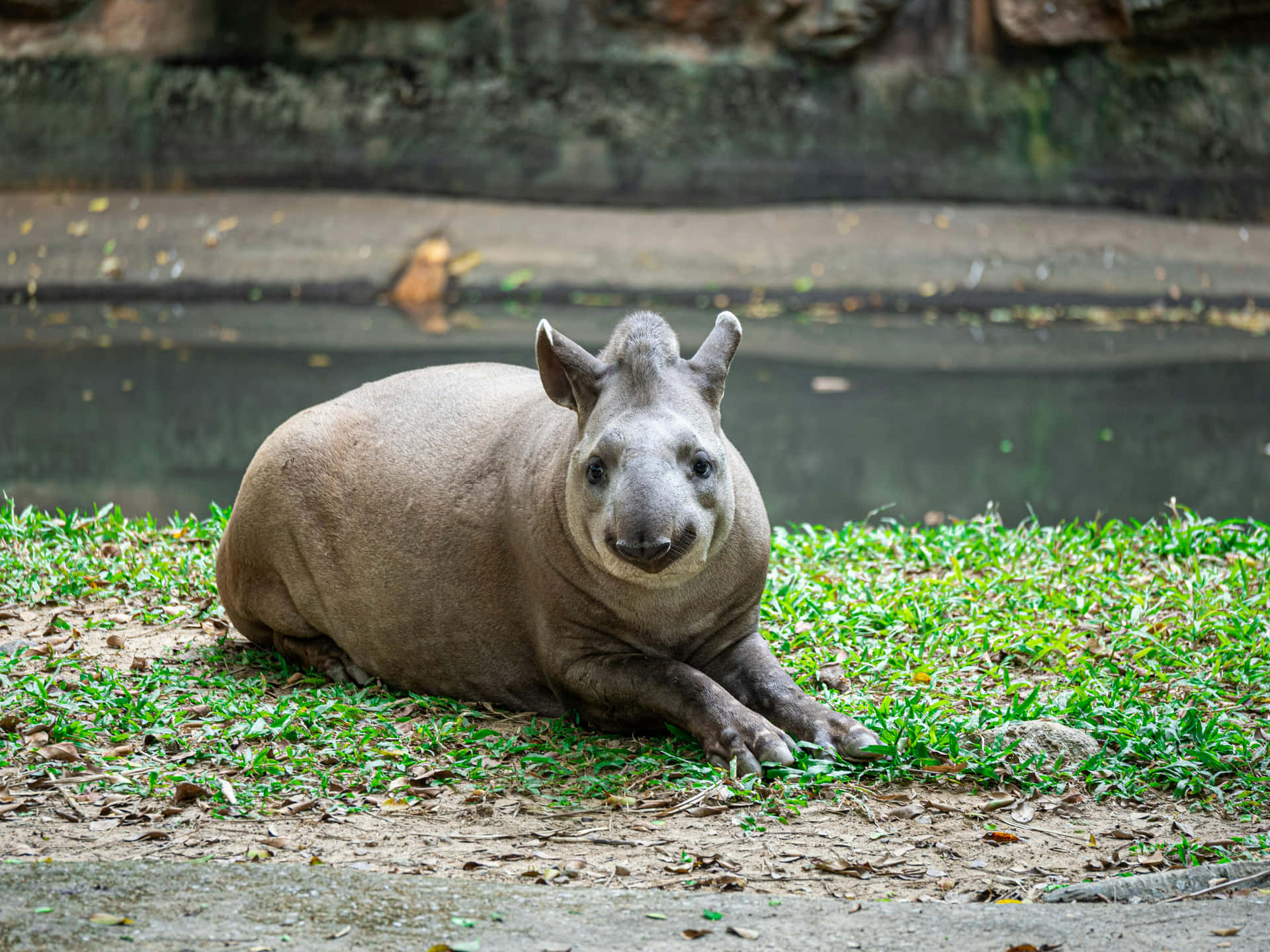 Resting Tapirin Habitat.jpg Wallpaper