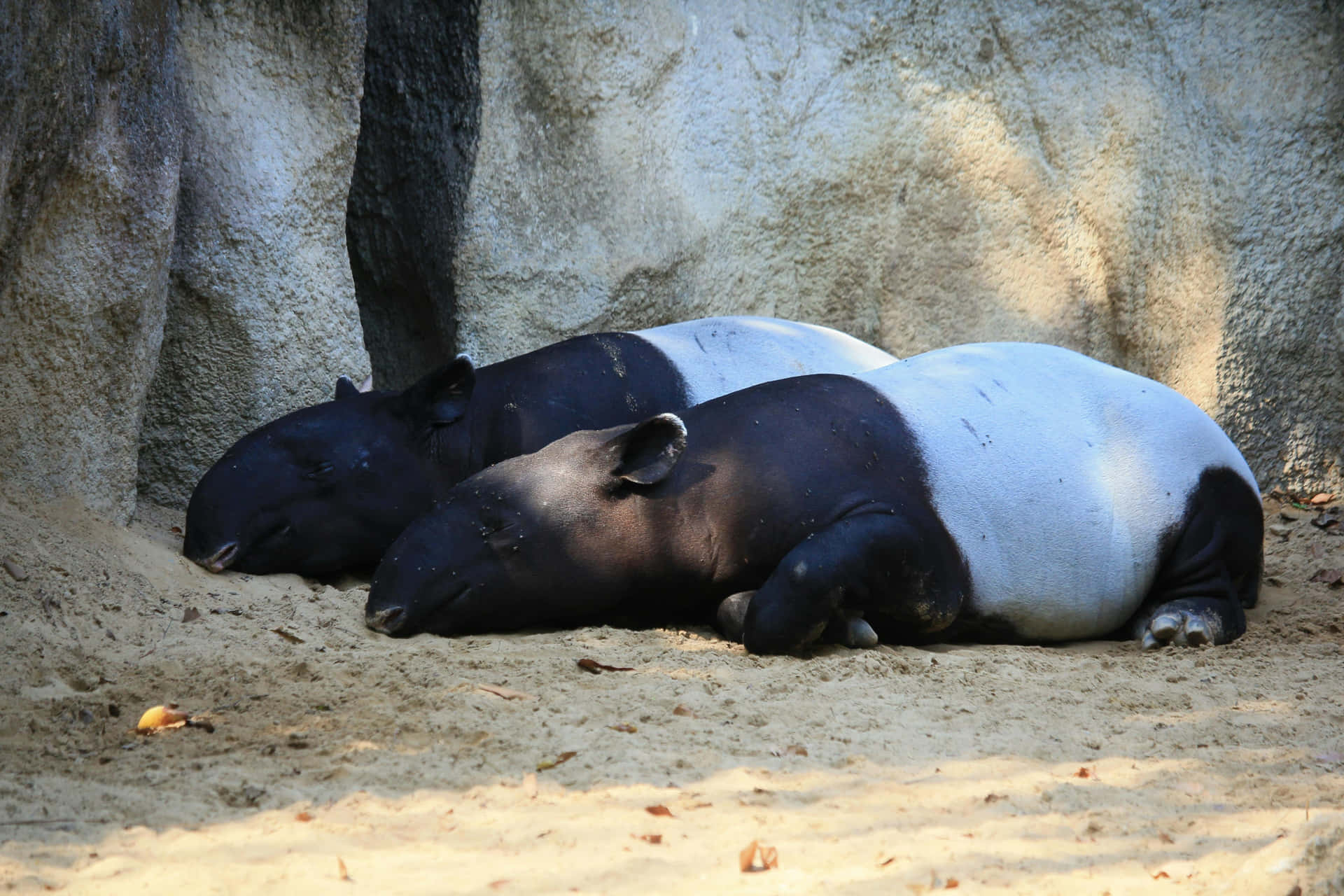 Download Resting_ Tapirs_ Zoo_ Habitat.jpg Wallpaper | Wallpapers.com