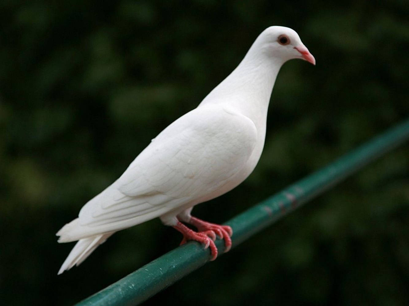 Resting White Dove Bird On A Platform Wallpaper