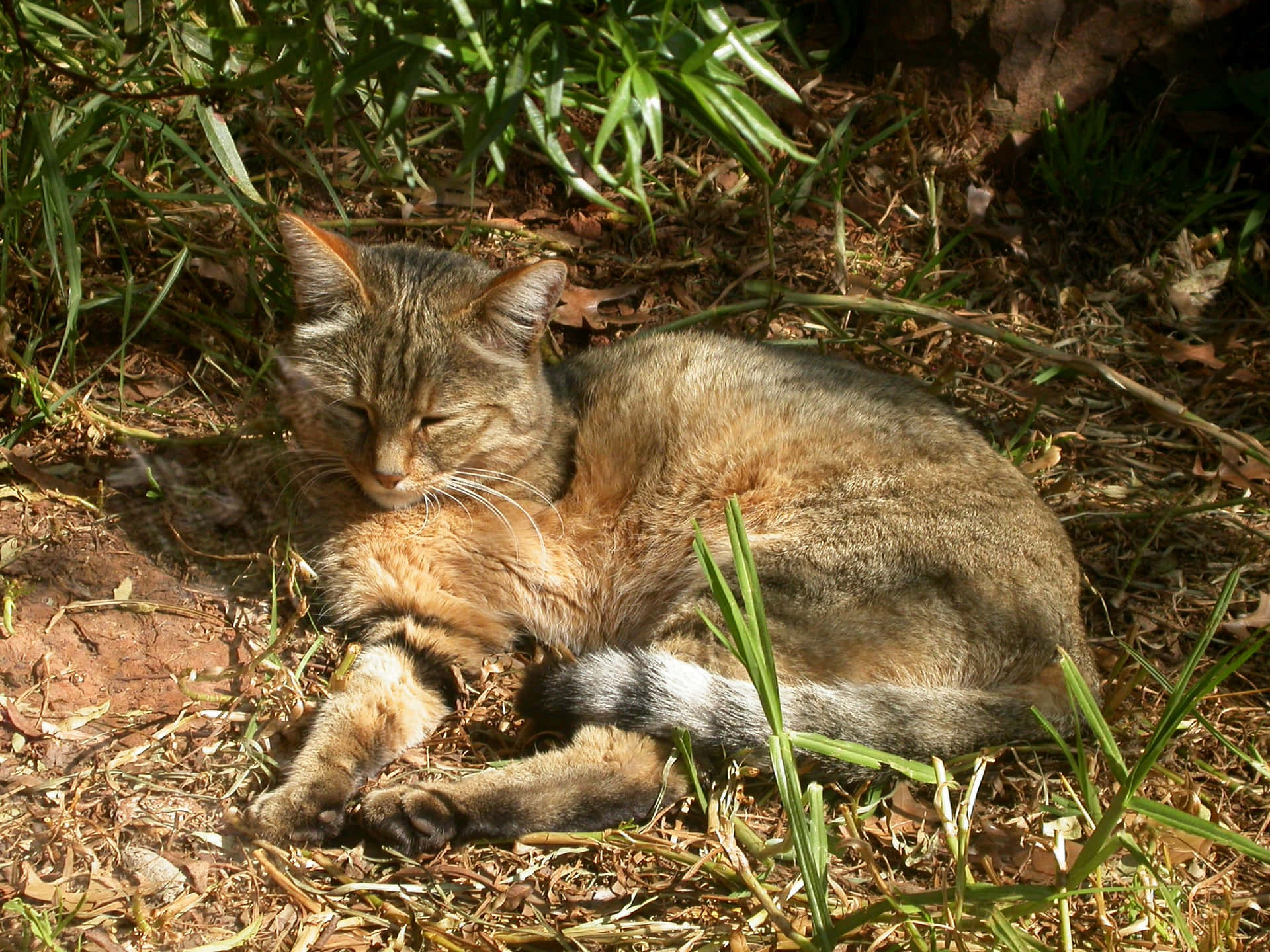 Resting Wildcatin Nature.jpg Wallpaper