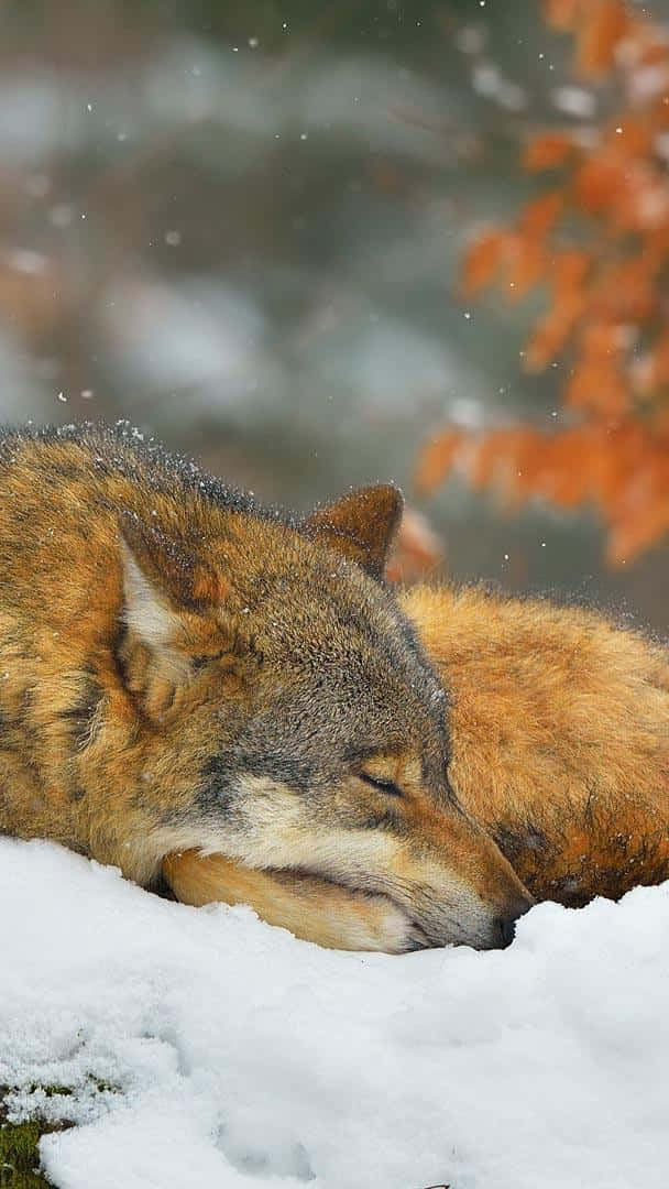 Resting Wolfin Snow.jpg Wallpaper